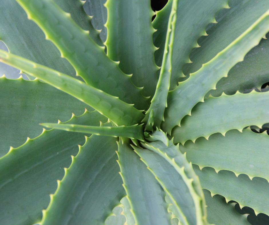 Aloe vera plant