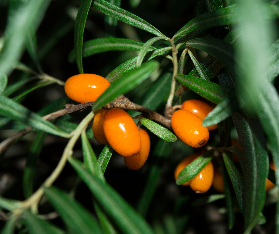 Seabuckthorn berries
